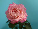 Krymskij Rassvet rose photo