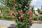 Rosanna ® rose photo
