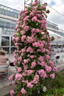 Mrs. F. W. Flight rose photo