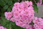 Mrs. F. W. Flight rose photo