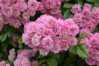 Mrs. F. W. Flight rose photo