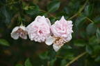 Madame Alice Garnier rose photo