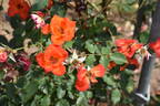 Warm Welcome rose photo