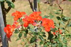 Warm Welcome rose photo