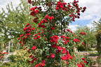 Guirlande Fleurie rose photo