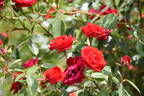 Guirlande Fleurie rose photo