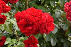 Amadeus ™ rose photo