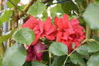 Delbard's Orange Climber rose photo