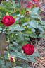 Waldfee rose photo