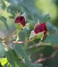 Fosca rose photo