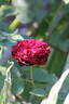 Fosca rose photo