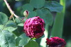 Fosca rose photo