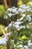 Starkodder rose photo