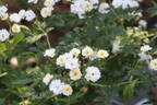 Starkodder rose photo