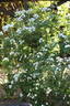 Starkodder rose photo