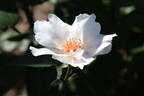 Anne Aymone rose photo