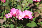 Betty Prior rose photo