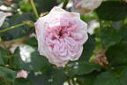 Katharina von Bora rose photo