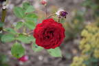 Naheglut rose photo