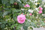 Szent Erzsébet emléke rose photo