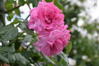 Szent Erzsébet emléke rose photo