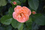 Bonita Renaissance rose photo