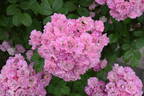 Mrs. F. W. Flight rose photo