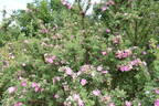 <i>Rosa nanothamnus</i> Boulenger rose photo