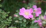 <i>Rosa nanothamnus</i> Boulenger rose photo