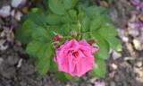Turbo ™ rose photo