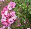 Deutsches Rosarium Dortmund rose photo