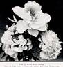 Akebono peony photo