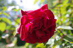 Solo rose photo