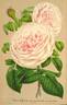 Soeur des Anges rose photo