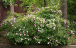 Poppius rose photo