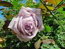 Eleanor™ rose photo