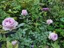 Eleanor™ rose photo