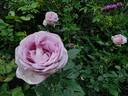 Eleanor™ rose photo
