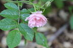 Peach Grootendorst rose photo