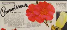 B.W. Price rose photo