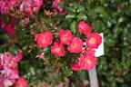 Criollo rose photo