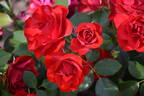 Black Forest Rose rose photo