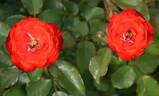 Planten en Blomen rose photo