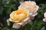 Hermann-Hesse-Rose rose photo