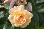 Hermann-Hesse-Rose rose photo