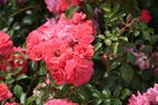 Bad Birnbach rose photo