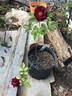 Dakota Redwing rose photo