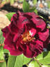Dakota Redwing rose photo