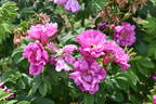 Rokoko rose photo