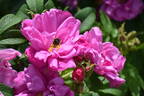 Rokoko rose photo